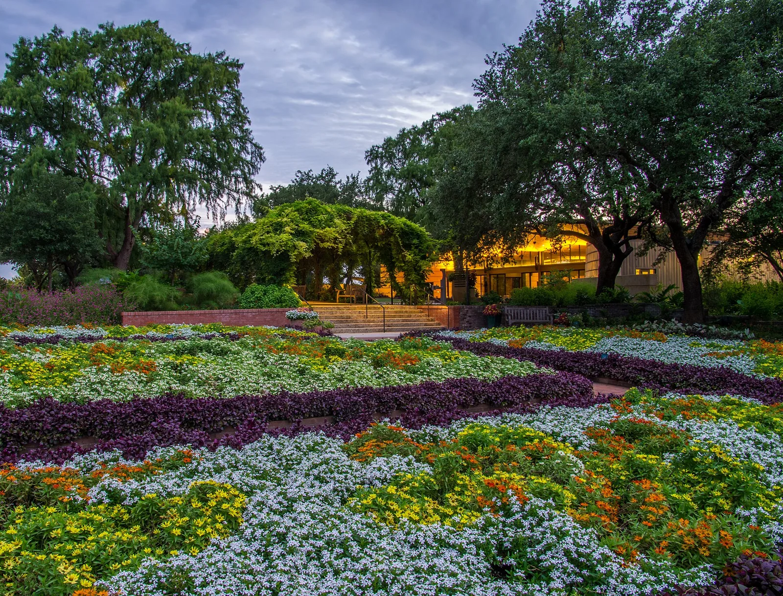 Curving beds of purple, white and orange flowers in front of large oak trees at dusk at the San Antonio Botanical Garden
