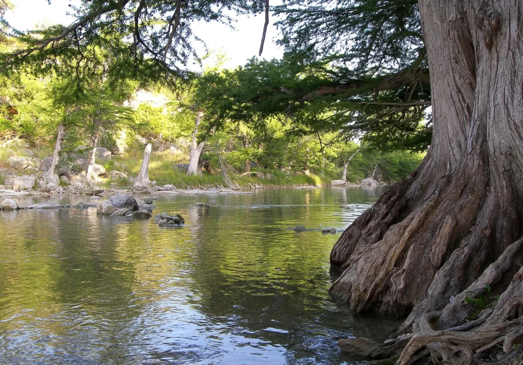 A clear green river running past the huge buttressed trunk of a cypress tree, with more cypress trees along the far bank